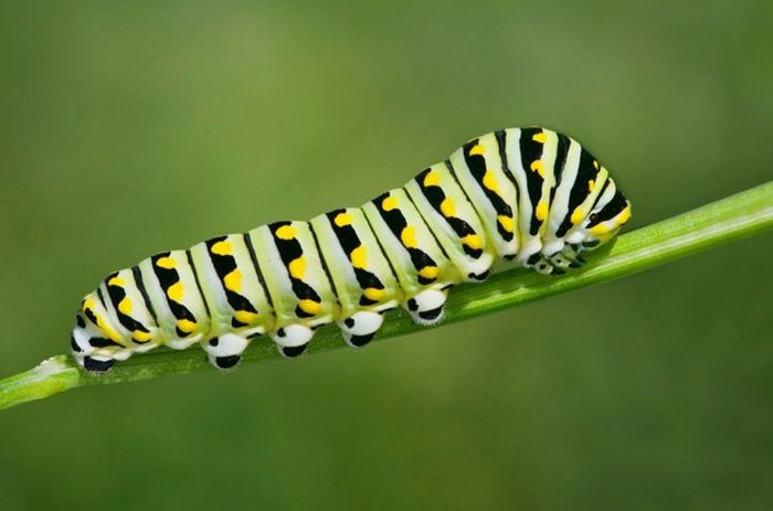 Incredible Transformations From Caterpillar To Butterfly (36 pics)