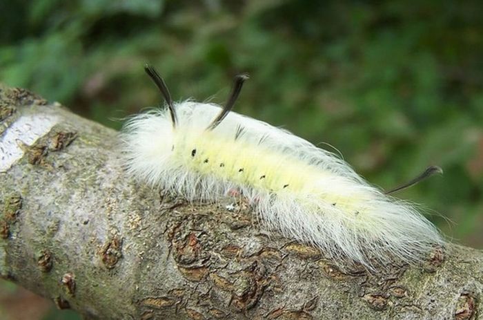 Incredible Transformations From Caterpillar To Butterfly (36 pics)