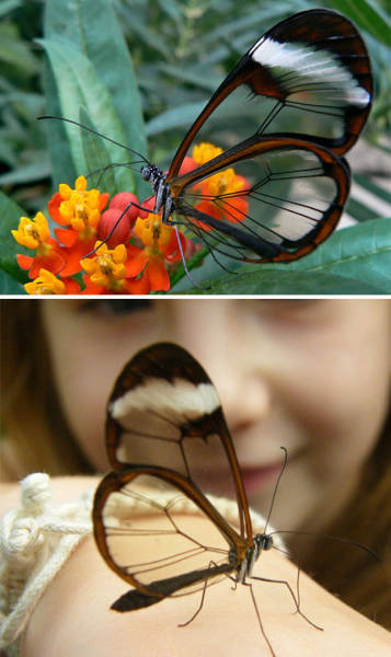 Strange Animals That Are Actually Transparent (34 pics) Strange Animals That Are Actually Transparent (34 pics)