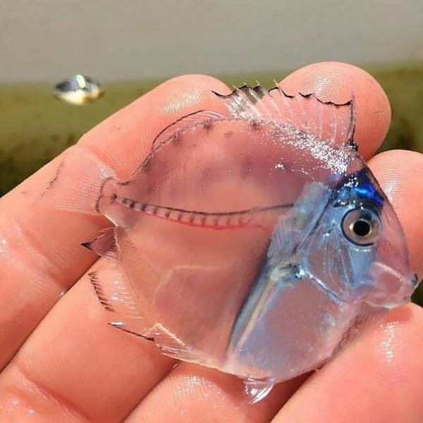 Strange Animals That Are Actually Transparent (34 pics) Strange Animals That Are Actually Transparent (34 pics)