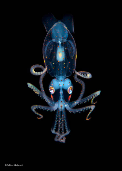 Strange Animals That Are Actually Transparent (34 pics) Strange Animals That Are Actually Transparent (34 pics)