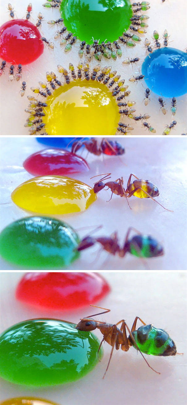 Strange Animals That Are Actually Transparent (34 pics) Strange Animals That Are Actually Transparent (34 pics)