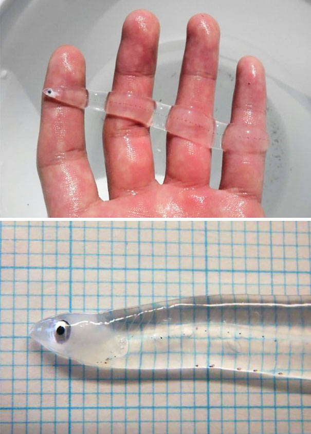 Strange Animals That Are Actually Transparent (34 pics) Strange Animals That Are Actually Transparent (34 pics)