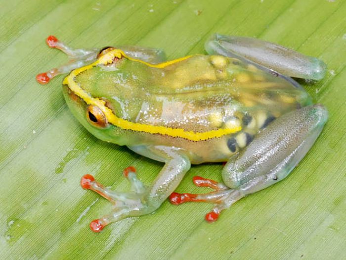 Strange Animals That Are Actually Transparent (34 pics) Strange Animals That Are Actually Transparent (34 pics)