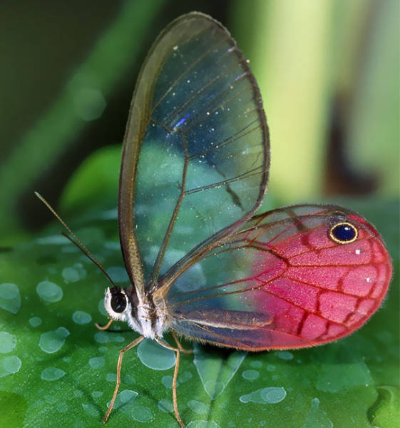 Strange Animals That Are Actually Transparent (34 pics) Strange Animals That Are Actually Transparent (34 pics)
