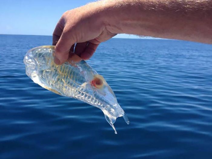 Strange Animals That Are Actually Transparent (34 pics)
