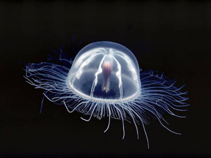 Strange Animals That Are Actually Transparent (34 pics) Strange Animals That Are Actually Transparent (34 pics)