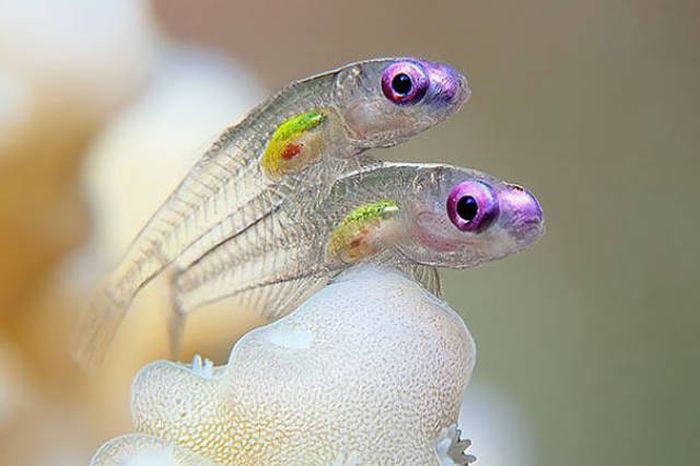 Strange Animals That Are Actually Transparent (34 pics) Strange Animals That Are Actually Transparent (34 pics)