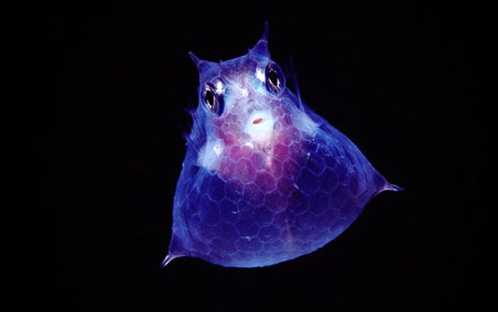 Strange Animals That Are Actually Transparent (34 pics) Strange Animals That Are Actually Transparent (34 pics)