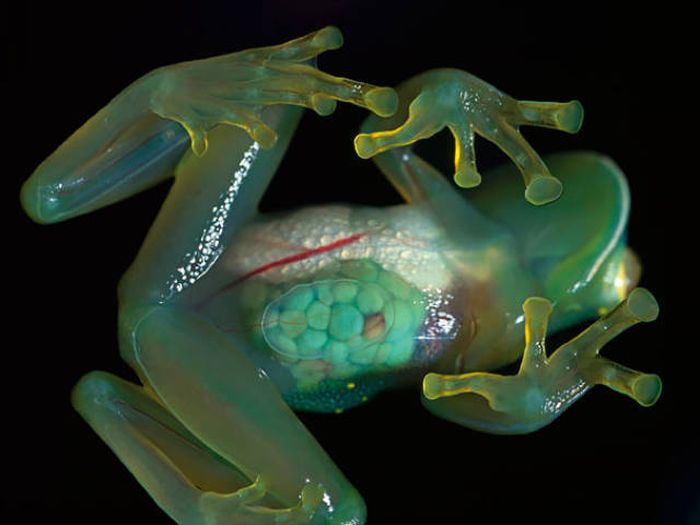 Strange Animals That Are Actually Transparent (34 pics) Strange Animals That Are Actually Transparent (34 pics)