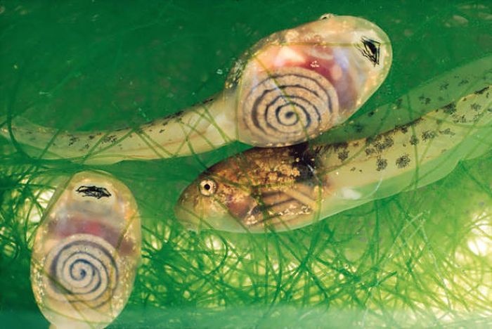Strange Animals That Are Actually Transparent (34 pics) Strange Animals That Are Actually Transparent (34 pics)