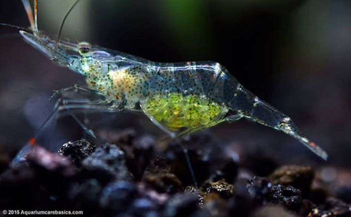 Strange Animals That Are Actually Transparent (34 pics) Strange Animals That Are Actually Transparent (34 pics)