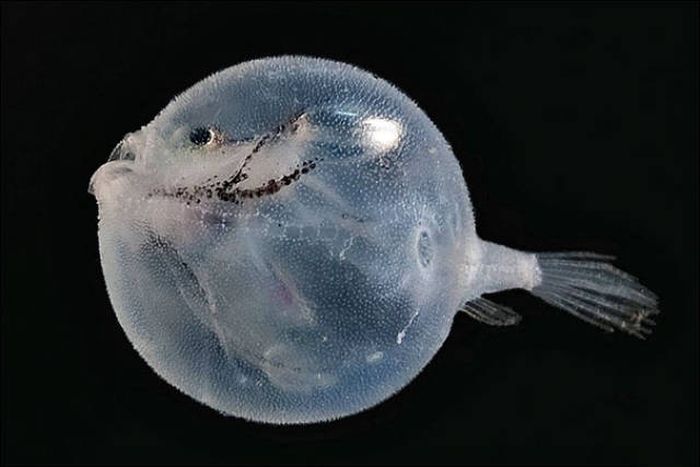 Strange Animals That Are Actually Transparent (34 pics) Strange Animals That Are Actually Transparent (34 pics)
