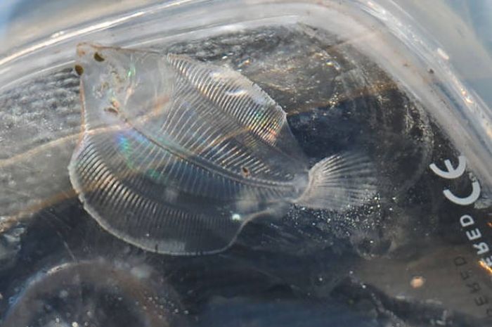 Strange Animals That Are Actually Transparent (34 pics) Strange Animals That Are Actually Transparent (34 pics)