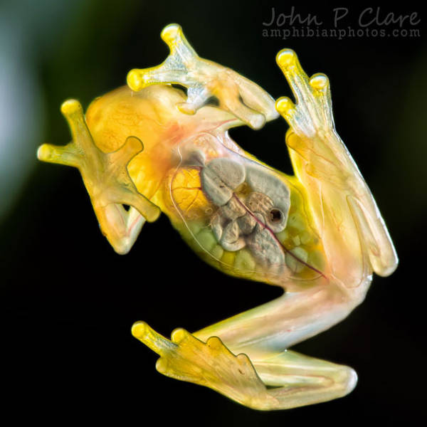Strange Animals That Are Actually Transparent (34 pics) Strange Animals That Are Actually Transparent (34 pics)
