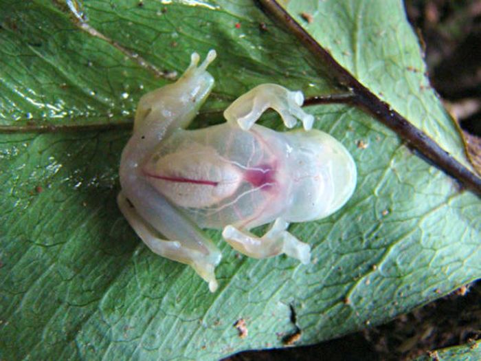 Strange Animals That Are Actually Transparent (34 pics) Strange Animals That Are Actually Transparent (34 pics)