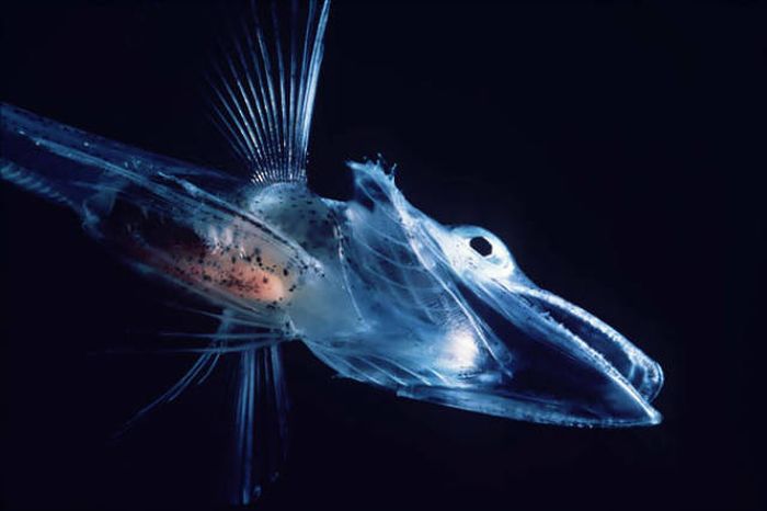 Strange Animals That Are Actually Transparent (34 pics) Strange Animals That Are Actually Transparent (34 pics)