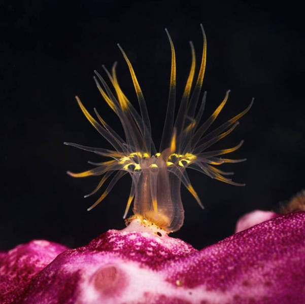Strange Animals That Are Actually Transparent (34 pics) Strange Animals That Are Actually Transparent (34 pics)