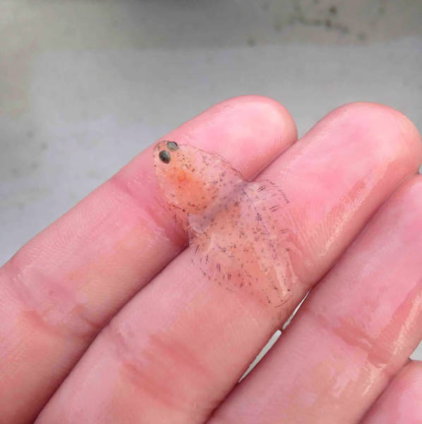 Strange Animals That Are Actually Transparent (34 pics) Strange Animals That Are Actually Transparent (34 pics)