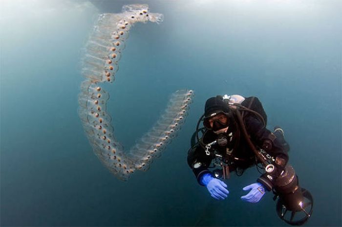 Strange Animals That Are Actually Transparent (34 pics) Strange Animals That Are Actually Transparent (34 pics)