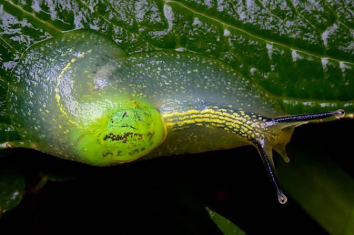 Strange Animals That Are Actually Transparent (34 pics) Strange Animals That Are Actually Transparent (34 pics)