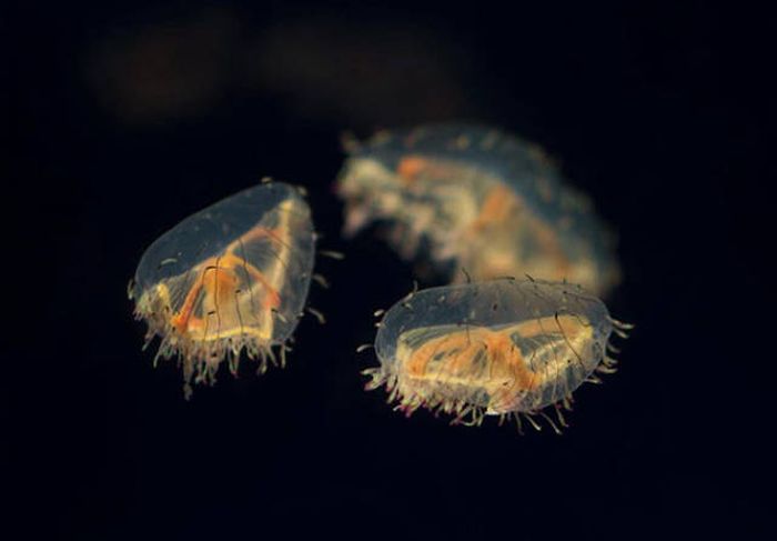 Strange Animals That Are Actually Transparent (34 pics) Strange Animals That Are Actually Transparent (34 pics)