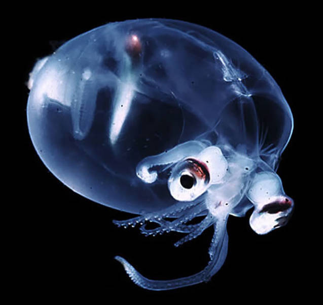 Strange Animals That Are Actually Transparent (34 pics) Strange Animals That Are Actually Transparent (34 pics)