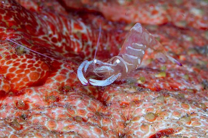 Strange Animals That Are Actually Transparent (34 pics) Strange Animals That Are Actually Transparent (34 pics)