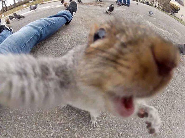 It Looks Like Animals Have Caught The Selfie Virus Too (48 pics)