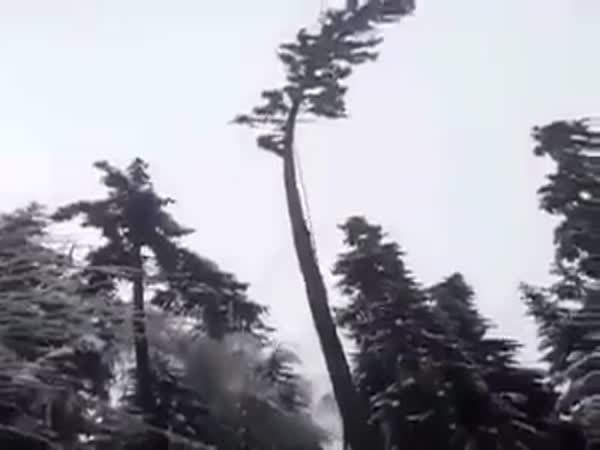 Cut Down Tree