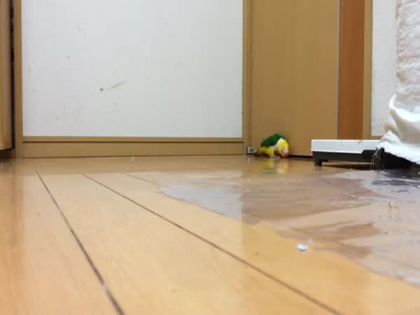 Funny Parrot