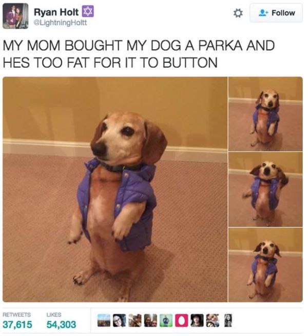 Proof That Dogs Are Better Than People (23 pics)