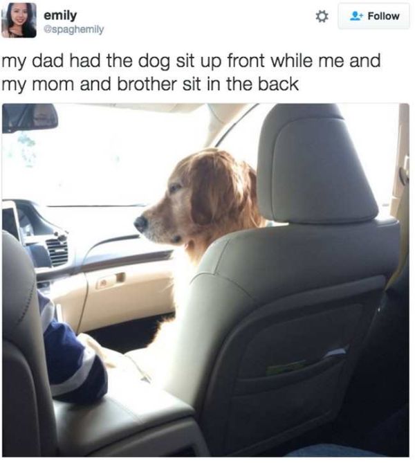 Proof That Dogs Are Better Than People (23 pics)