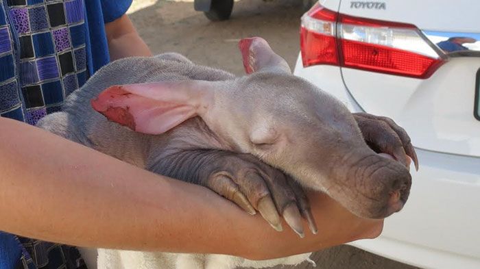 Adopted Baby Aardvark (10 pics)