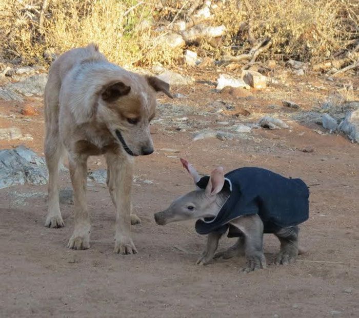 Adopted Baby Aardvark (10 pics)