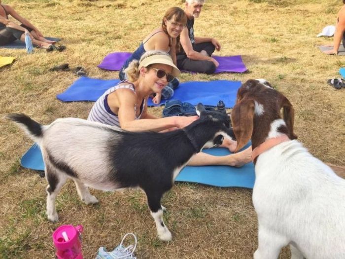 Goat Yoga Is The Latest Craze Among American Women (12 pics)