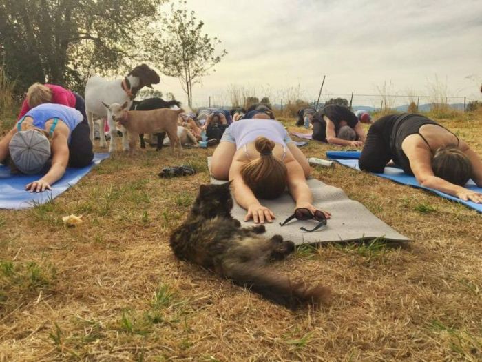 Goat Yoga Is The Latest Craze Among American Women (12 pics)