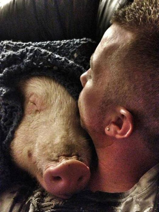 What Happens When You Take In A Miniature Pig (27 pics)