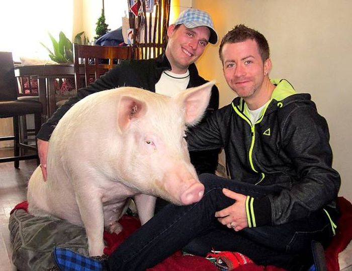 What Happens When You Take In A Miniature Pig (27 pics)