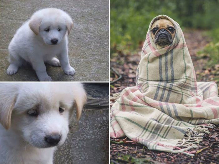Sad Dogs Who Had a Really Ruff Day (16 pics)