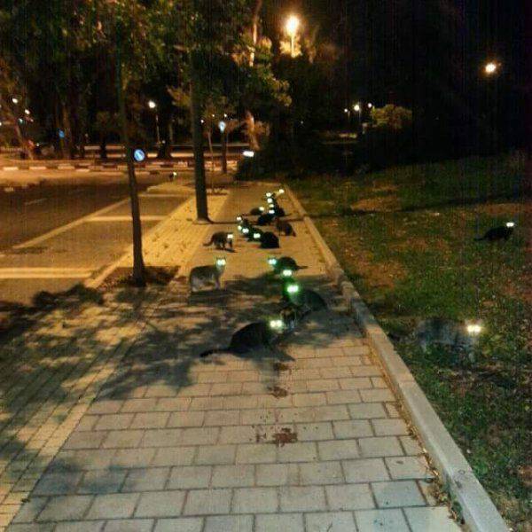Acid Picdump (104 pics)