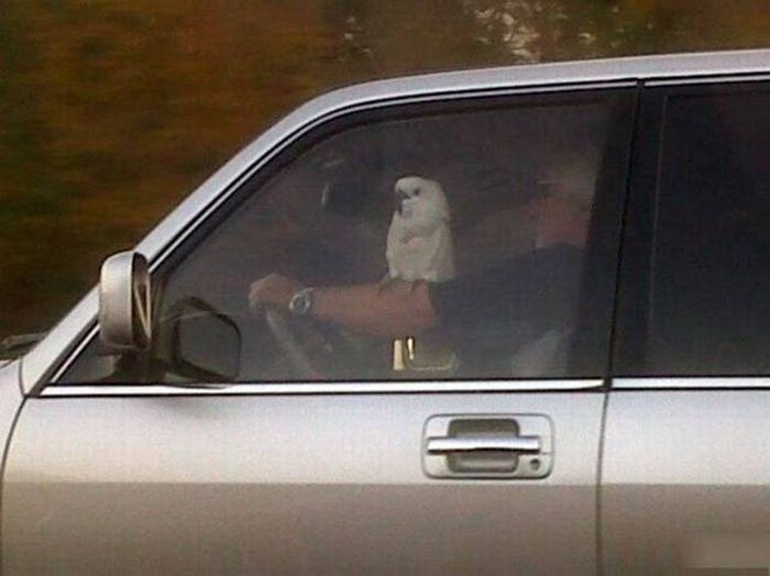 A Little Bit Of Car Humor To Help You Laugh Through The Hard Times (52 pics)