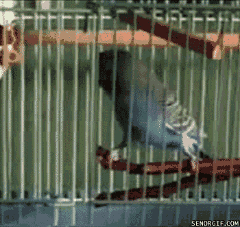 Acid Gifdump, January 23, 2017 (25 gifs)