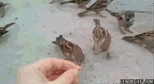 Acid Gifdump, January 23, 2017 (25 gifs)