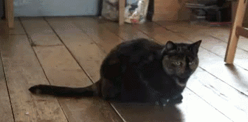 Acid Gifdump, January 23, 2017 (25 gifs)