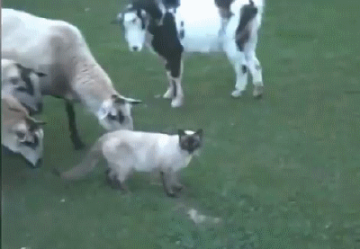 Acid Gifdump, January 23, 2017 (25 gifs)