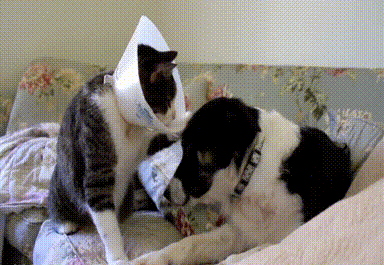 Acid Gifdump, January 23, 2017 (25 gifs)