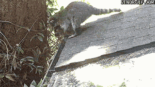 Acid Gifdump, January 23, 2017 (25 gifs)