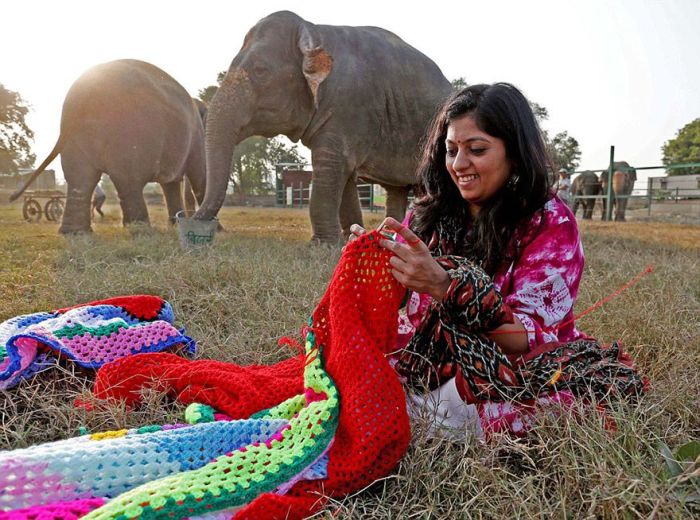 Indian Women Make Sweaters For Cold Elephants (6 pics)