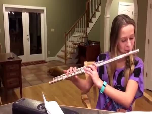 Dog Has Hilarious Reaction To Girls Flute Practice